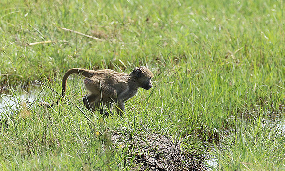Chacma baboon - Duba Plains