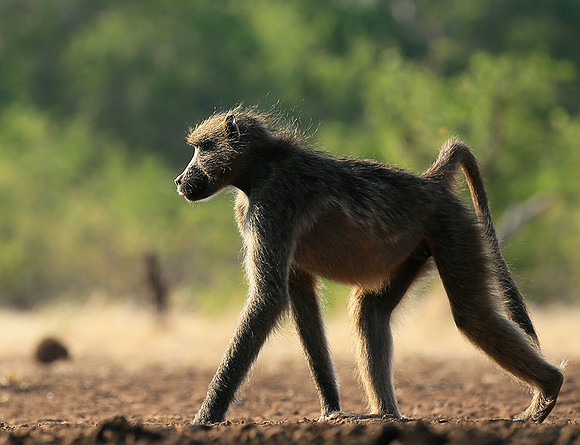 At Mashatu game reserve