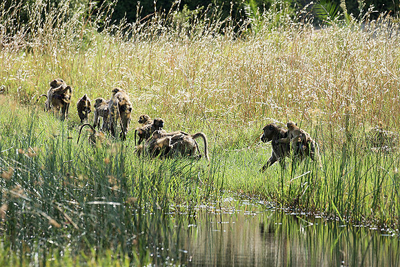 Chacma baboon - Duba Plains
