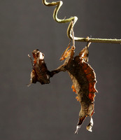 Leaf mantis acanthopid - Costa Rica