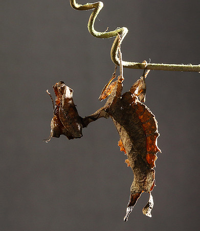 Leaf mantis acanthopid - Costa Rica