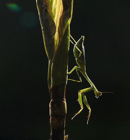 Praying mantis - Costa Rica