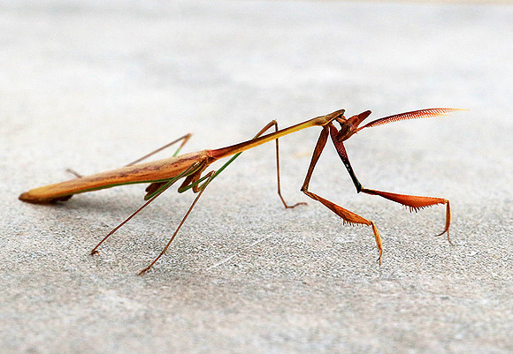 Empusa - Senegal