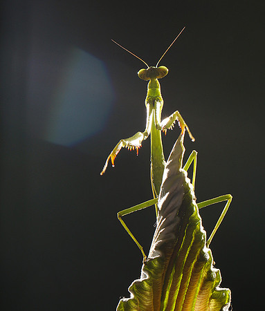 Praying mantis - Costa Rica