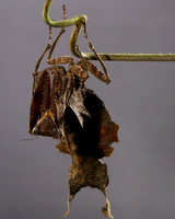 Leaf mantis acanthopid - Costa Rica