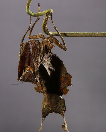 Leaf mantis acanthopid - Costa Rica