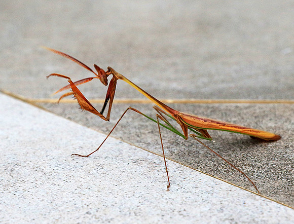 Empusa - Senegal