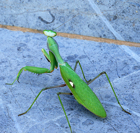 Praying mantis - Senegal