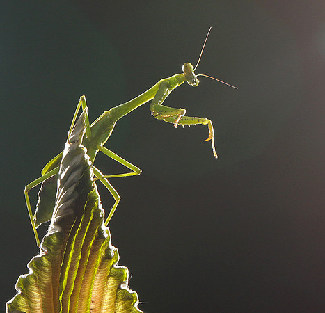 Praying mantis - Costa Rica