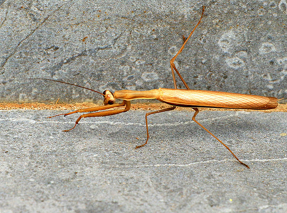 Praying mantis - Senegal