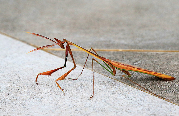 Empusa - Senegal