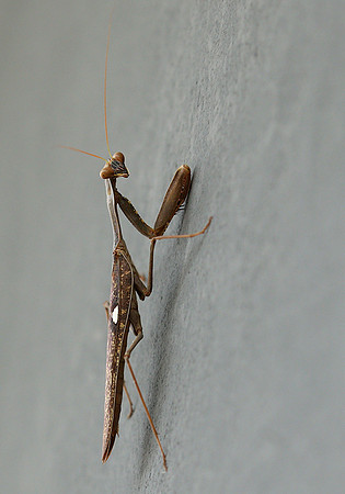 Praying mantis - Senegal