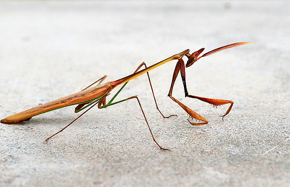 Empusa - Senegal