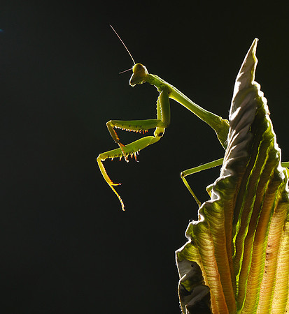 Praying mantis - Costa Rica