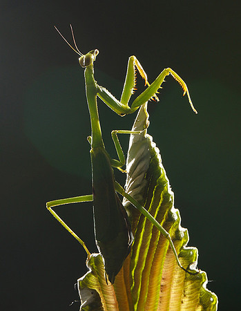 Praying mantis - Costa Rica