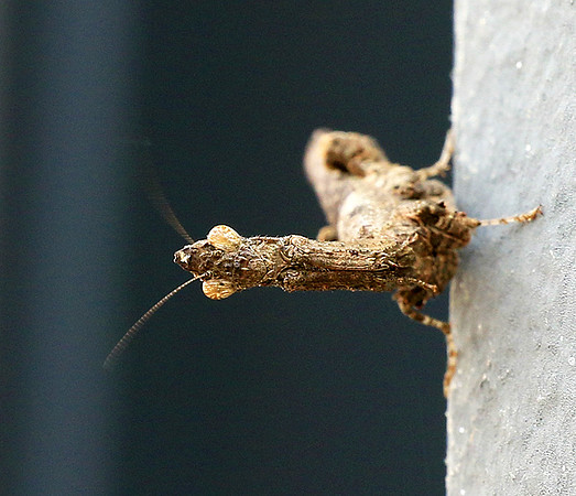 Empusa - Senegal