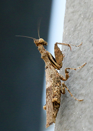 Empusa - Senegal