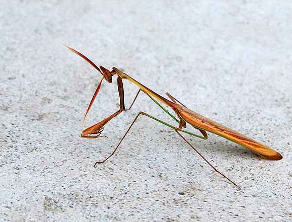 Empusa - Senegal