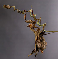 Leaf mantis acanthopid - Costa Rica