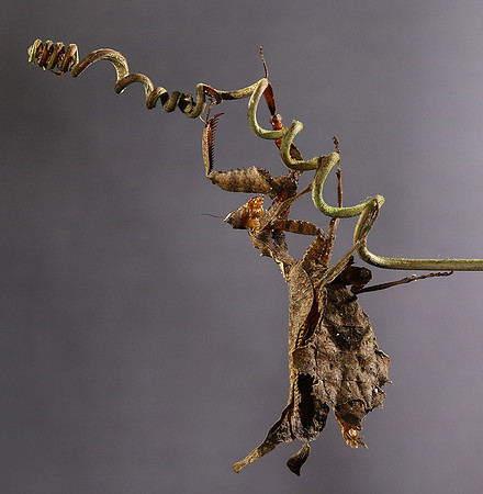 Leaf mantis acanthopid - Costa Rica