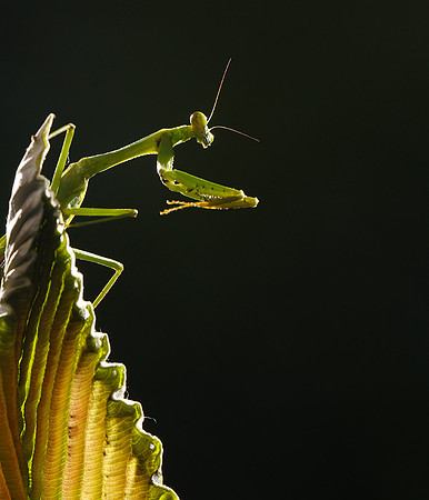 Praying mantis - Costa Rica