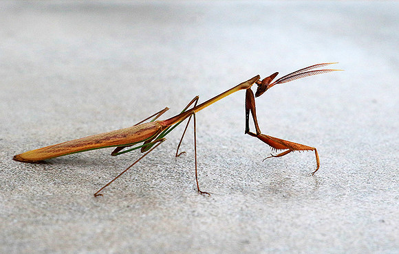 Empusa - Senegal