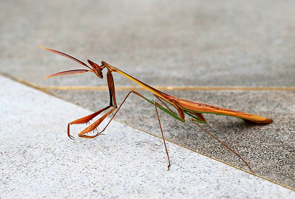 Empusa - Senegal