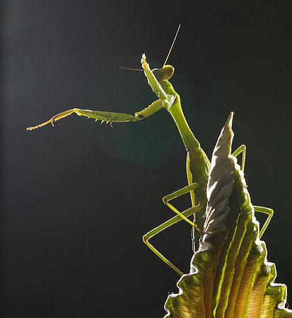 Praying mantis - Costa Rica