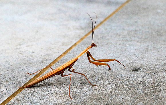 Praying mantis - Senegal