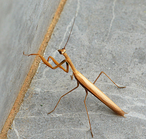 Praying mantis - Senegal