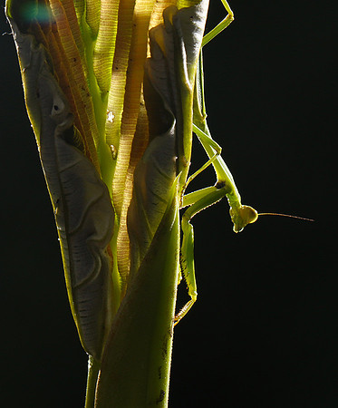 Praying mantis - Costa Rica