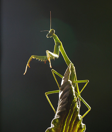 Praying mantis - Costa Rica