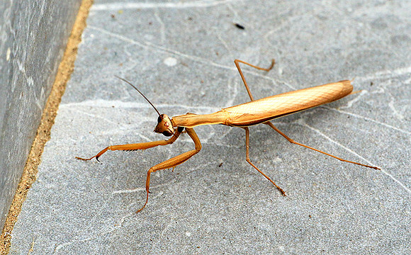 Praying mantis - Senegal