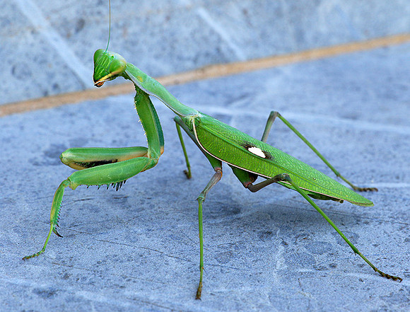 Praying mantis - Senegal