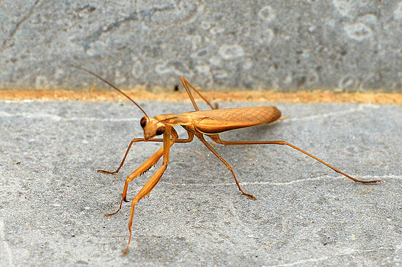 Praying mantis - Senegal