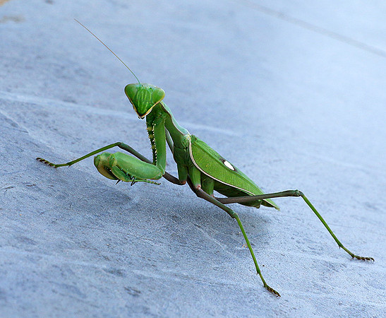Praying mantis - Senegal