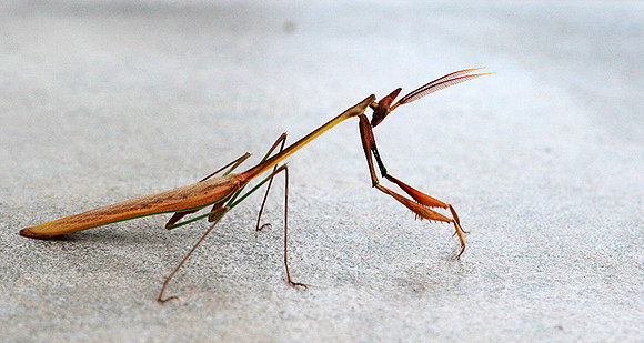 Empusa - Senegal
