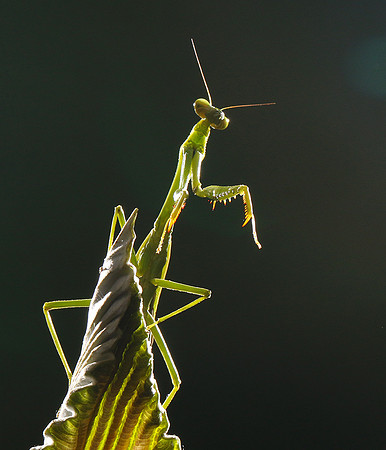 Praying mantis - Costa Rica