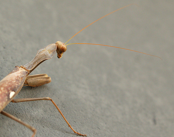 Praying mantis - Senegal