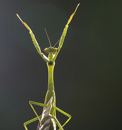 Praying mantis - Costa Rica