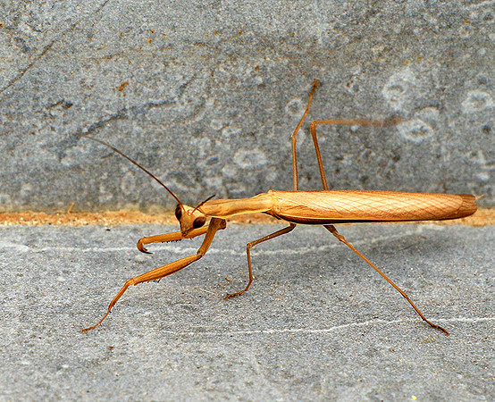 Praying mantis - Senegal