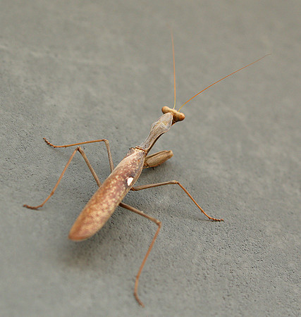 Praying mantis - Senegal