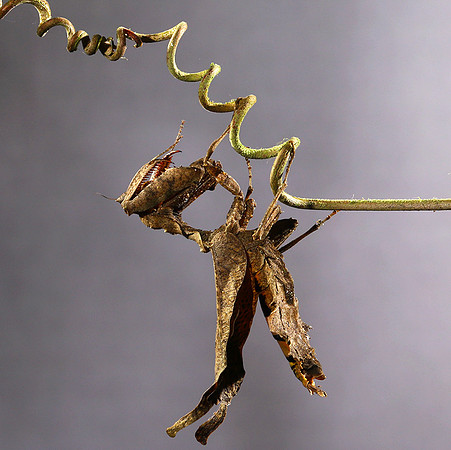 Leaf mantis acanthopid - Costa Rica