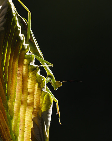 Praying mantis - Costa Rica