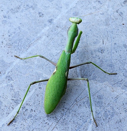 Praying mantis - Senegal