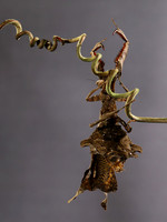 Leaf mantis acanthopid - Costa Rica