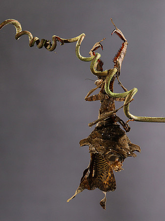 Leaf mantis acanthopid - Costa Rica