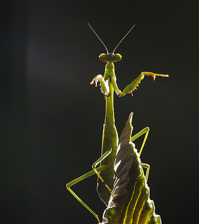 Praying mantis - Costa Rica