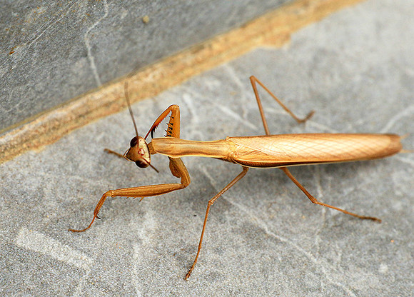 Praying mantis - Senegal
