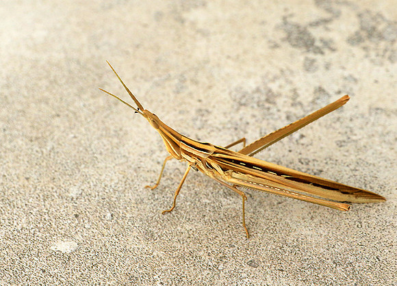 Praying mantis - Senegal